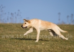 33 Little Puma